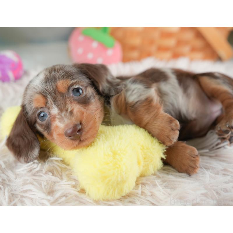 販売中の埼玉県のミニチュアダックスフンド(ロングヘアード)-446345の10枚目