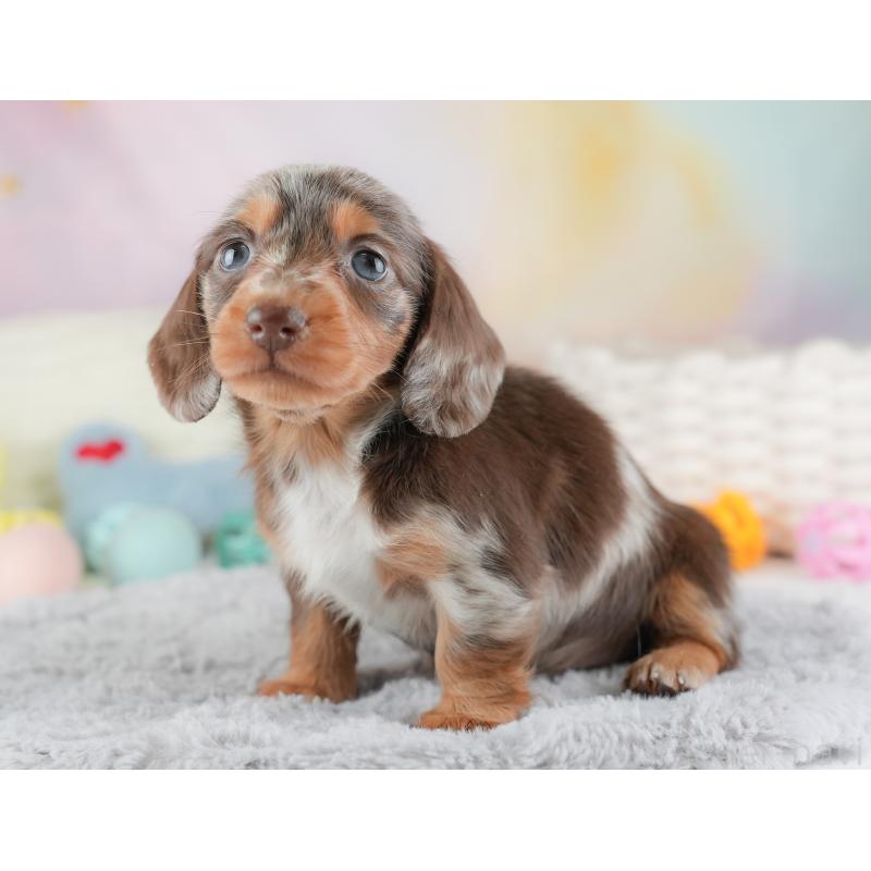 販売中の埼玉県のミニチュアダックスフンド(ロングヘアード)-446345の8枚目