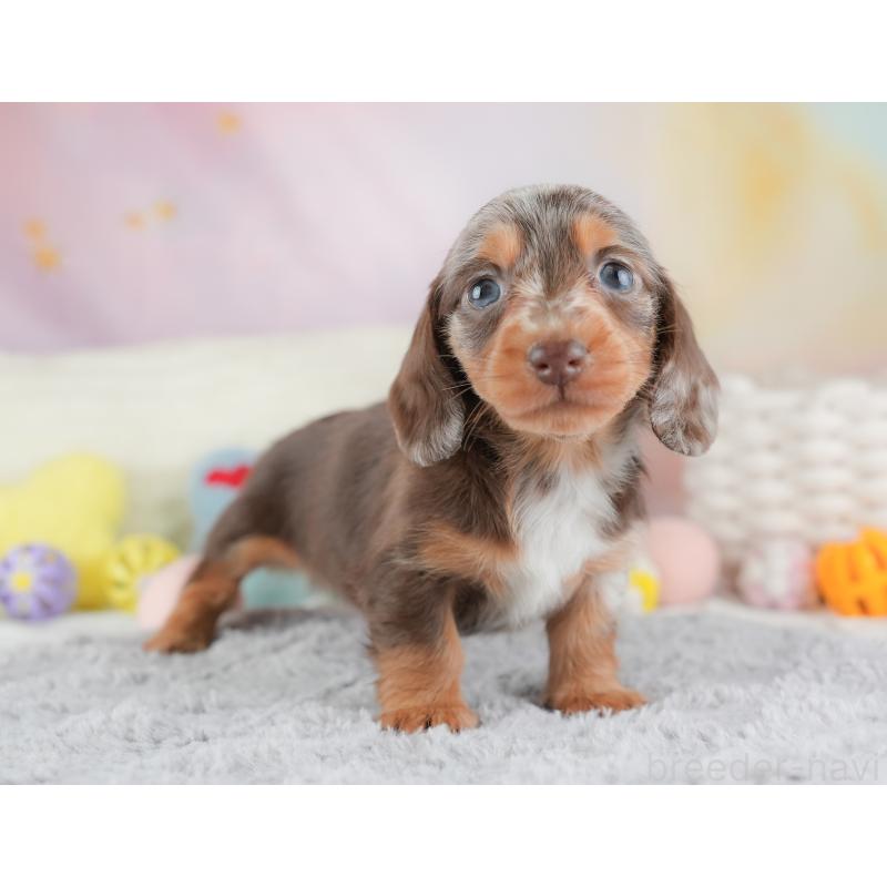 販売中の埼玉県のミニチュアダックスフンド(ロングヘアード)-446345の7枚目