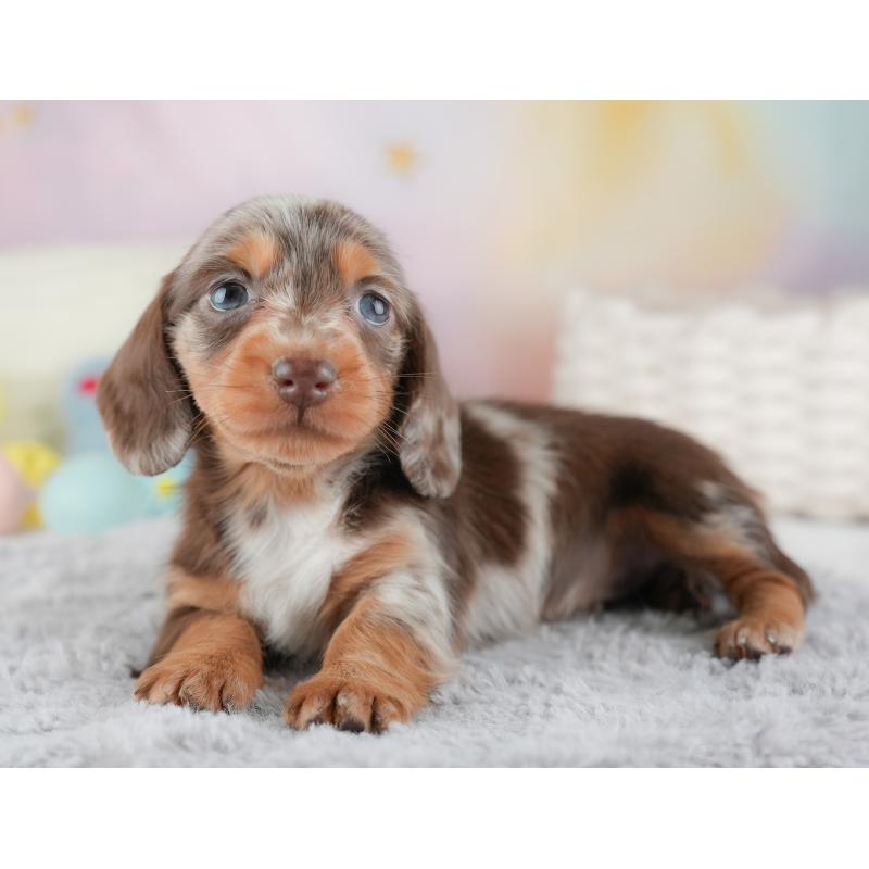 販売中の埼玉県のミニチュアダックスフンド(ロングヘアード)-446345の6枚目