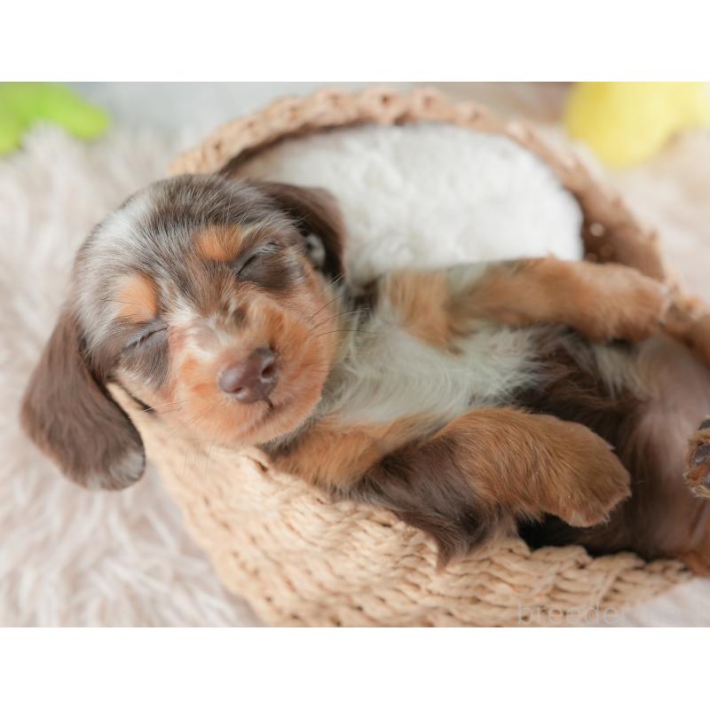 販売中の埼玉県のミニチュアダックスフンド(ロングヘアード)-446345の5枚目