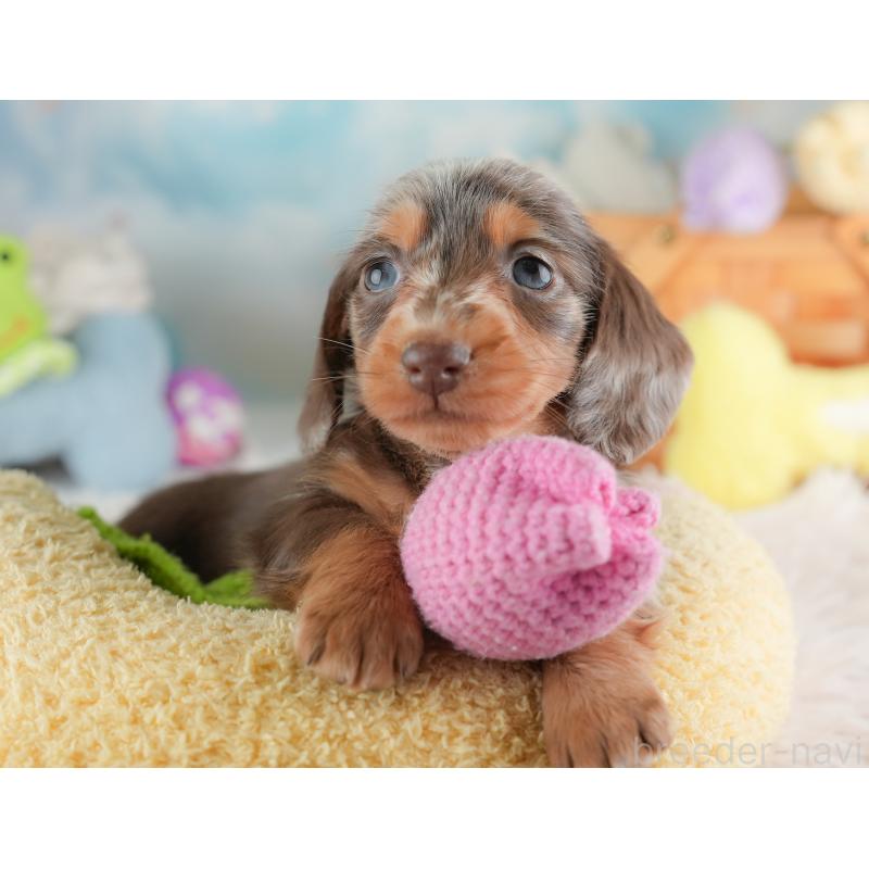 販売中の埼玉県のミニチュアダックスフンド(ロングヘアード)-446345の4枚目