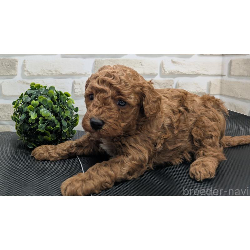 販売中の茨城県のタイニープードル-445487の6枚目