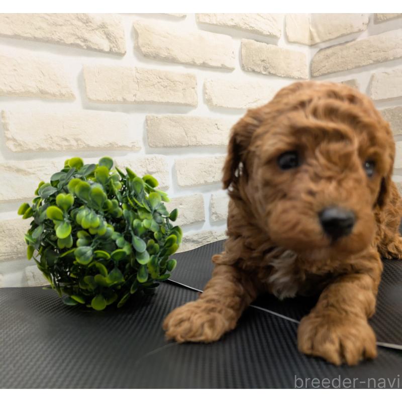 販売中の茨城県のタイニープードル-445487の4枚目