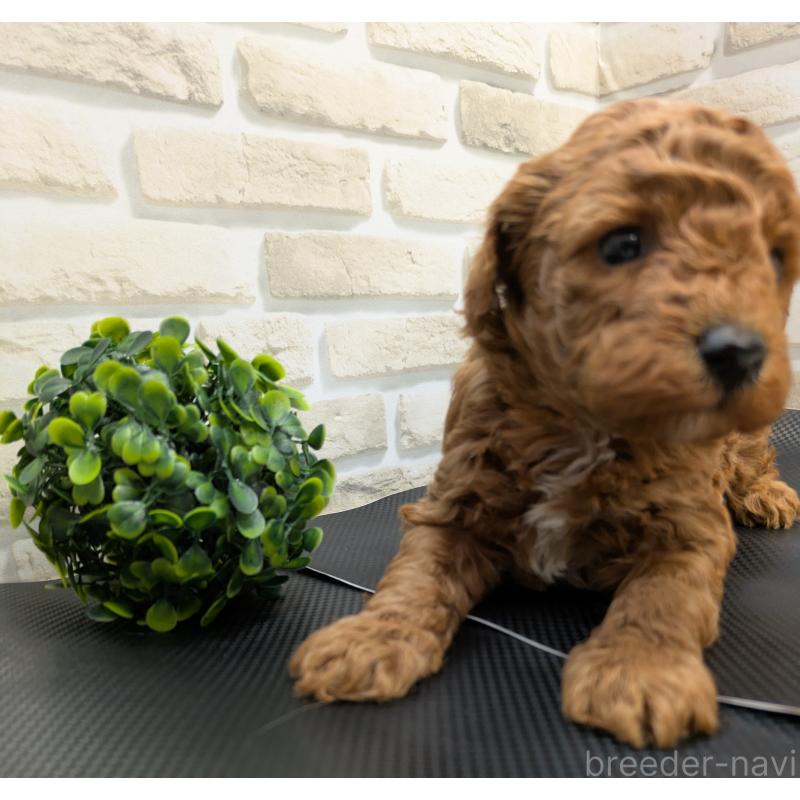 販売中の茨城県のタイニープードル-445487の3枚目