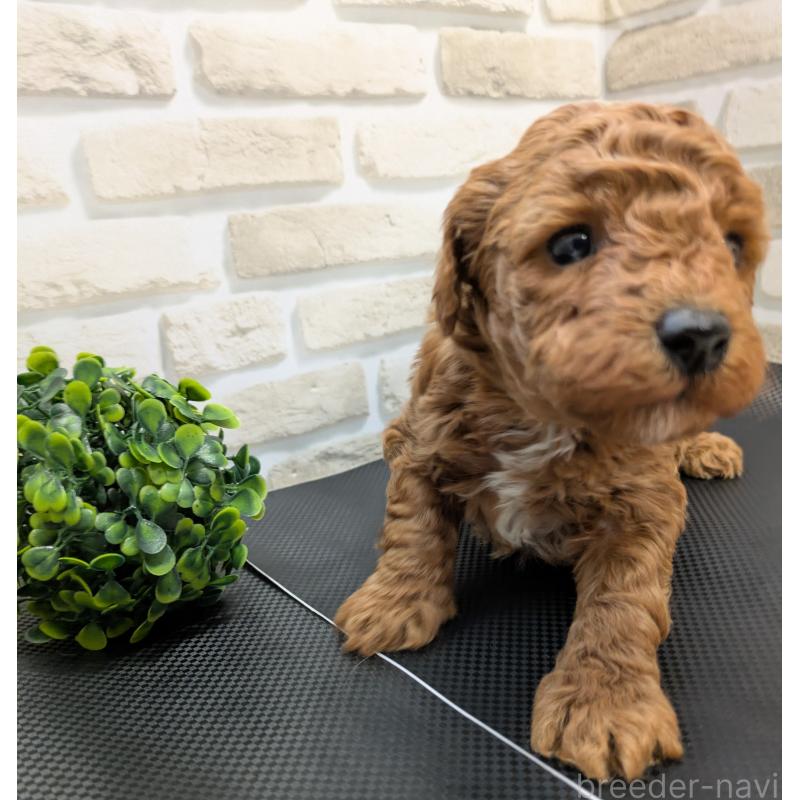 販売中の茨城県のタイニープードル-445487の2枚目