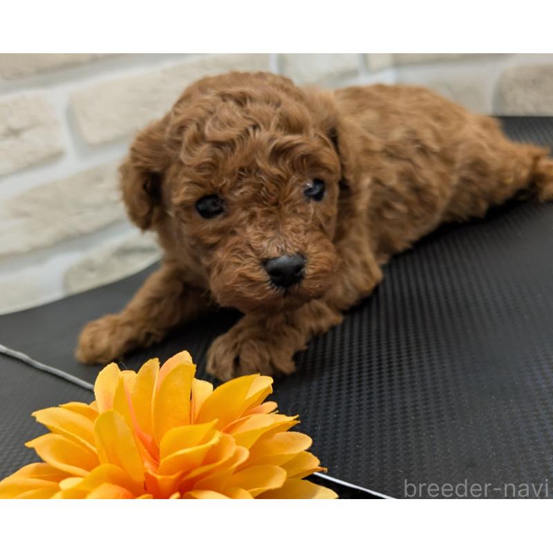 販売中の茨城県のタイニープードル-445488の6枚目
