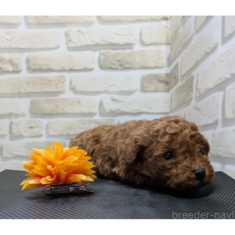 販売中の茨城県のタイニープードル-445488の3枚目