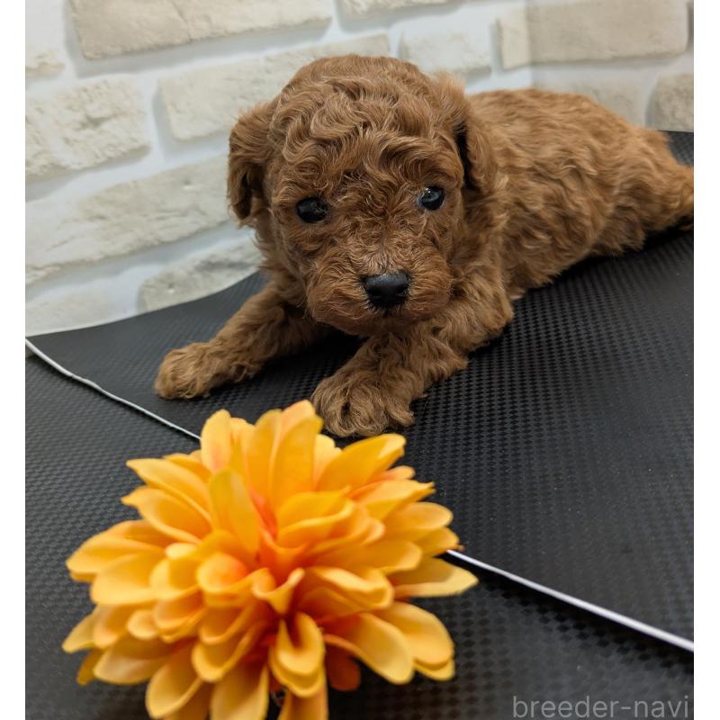 販売中の茨城県のタイニープードル-445488の2枚目