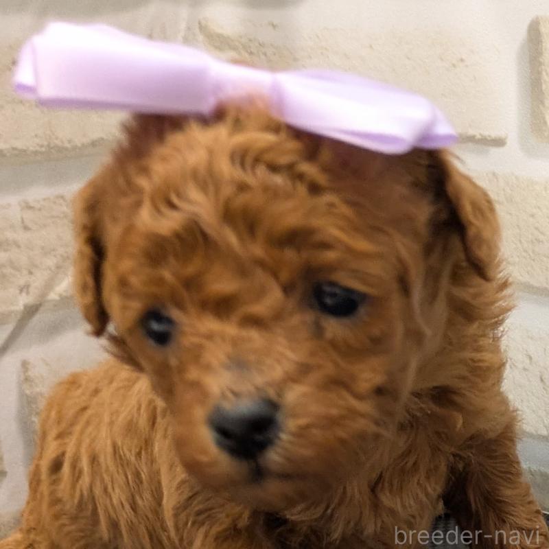 販売中の茨城県のタイニープードル-445489