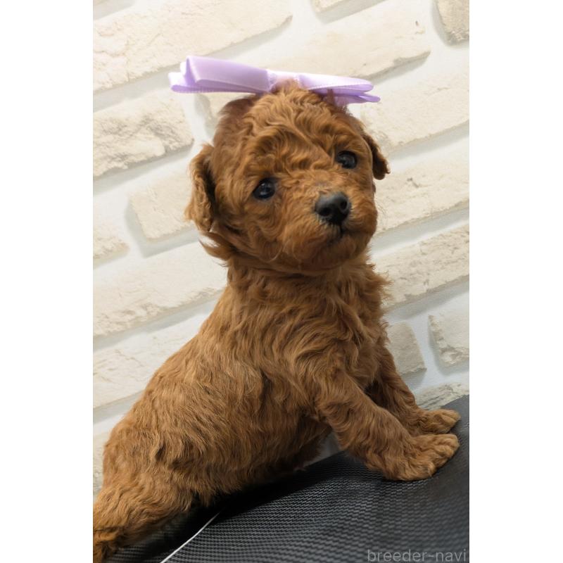 販売中の茨城県のタイニープードル-445489の6枚目