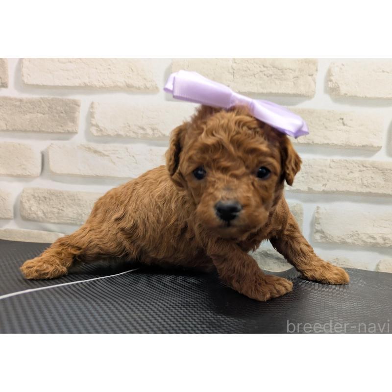 販売中の茨城県のタイニープードル-445489の5枚目