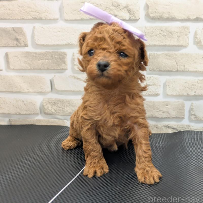 販売中の茨城県のタイニープードル-445489の4枚目