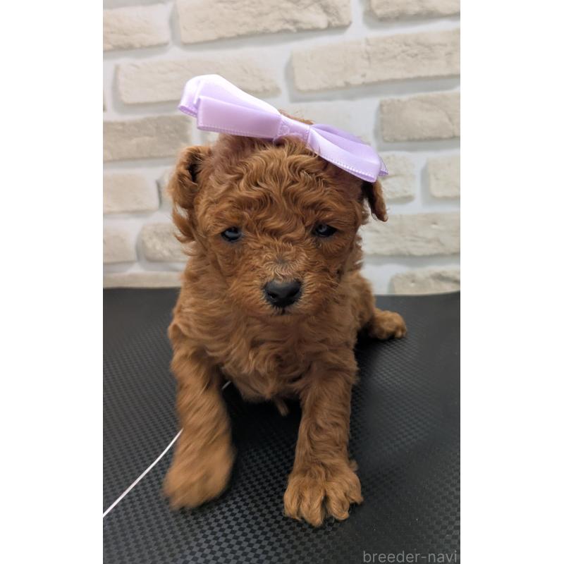 販売中の茨城県のタイニープードル-445489の3枚目