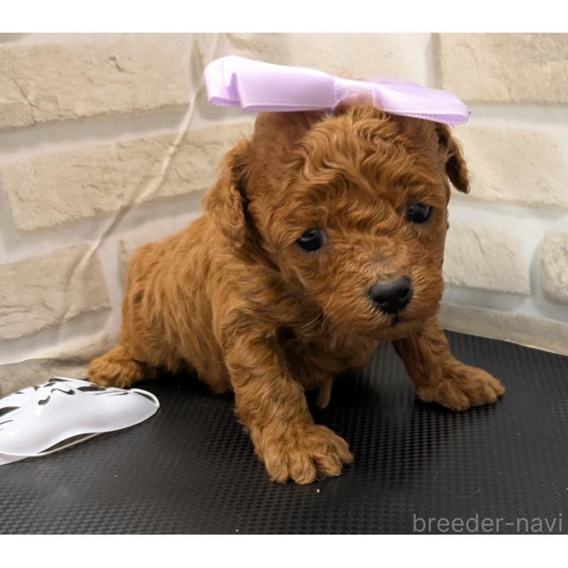 販売中の茨城県のタイニープードル-445489の2枚目