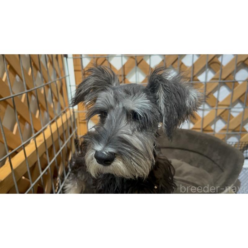 販売中の沖縄県のミニチュアシュナウザー-445706の4枚目