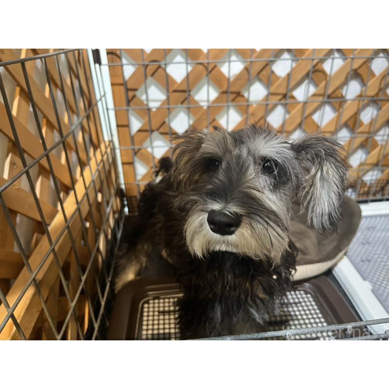 販売中の沖縄県のミニチュアシュナウザー-445706の3枚目