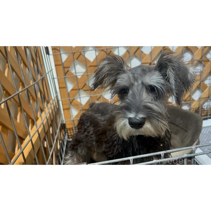 販売中の沖縄県のミニチュアシュナウザー-445706の2枚目