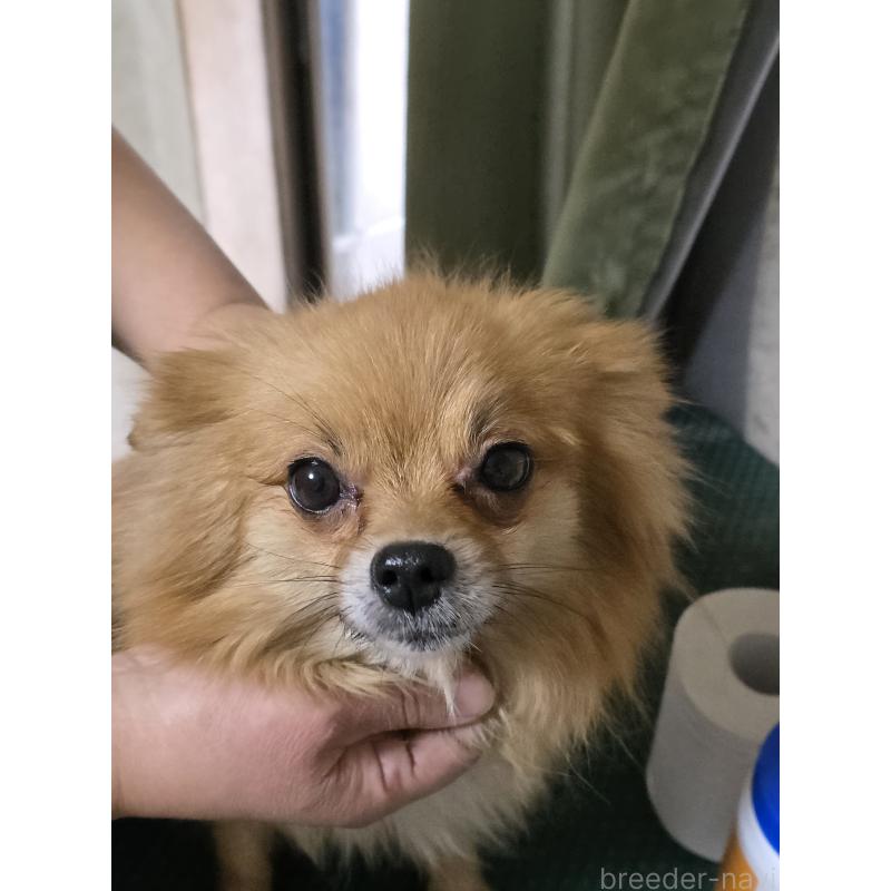 販売中の静岡県のポメラニアン-445707の2枚目