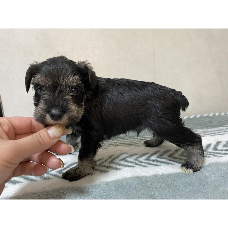 販売中の岡山県のミニチュアシュナウザー-445709の4枚目