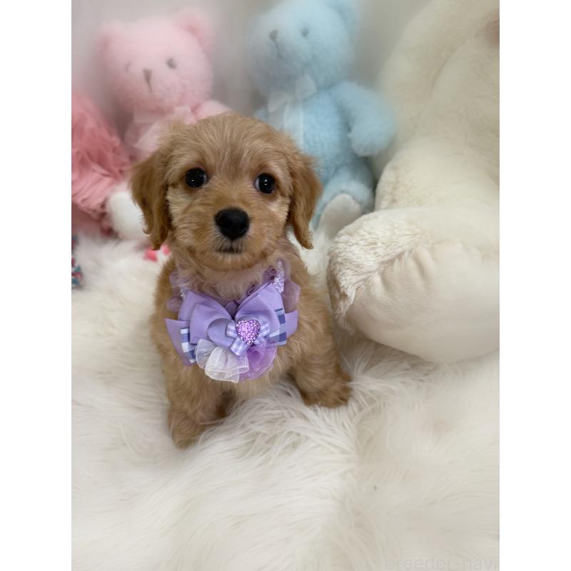 販売中の香川県のダップー:ミニチュアダックスフンド×トイプードル-440188の6枚目