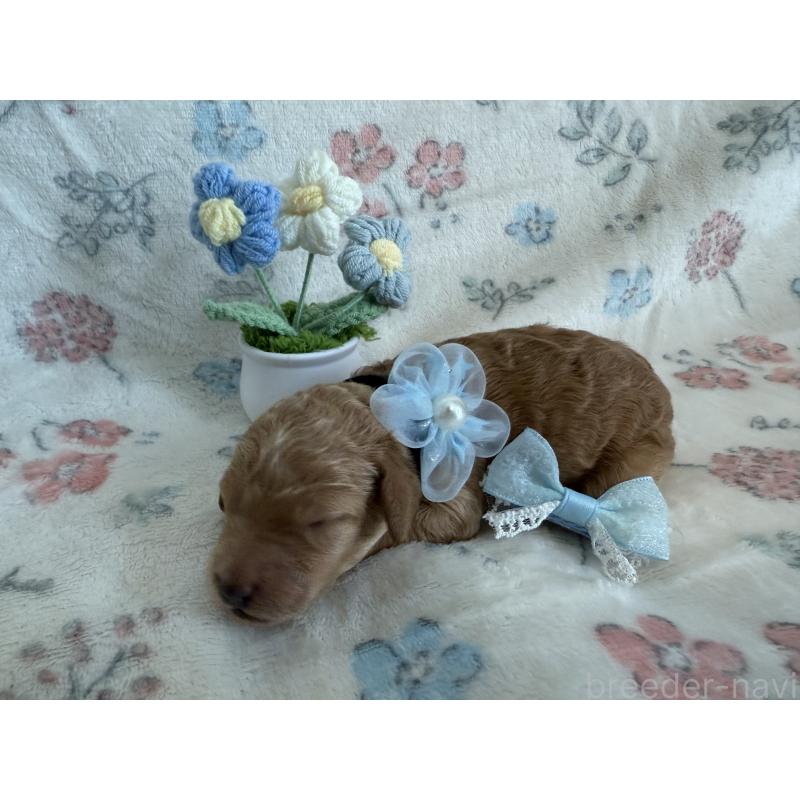 販売中の東京都のミディアムプードル-445713の3枚目