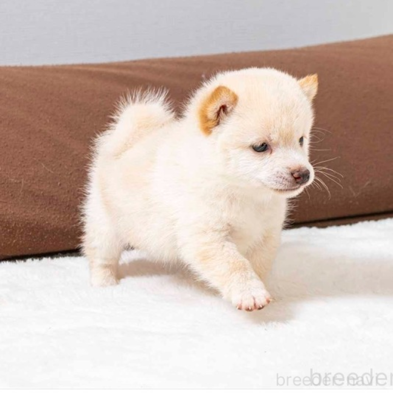 販売中の大分県の豆柴-445736の3枚目