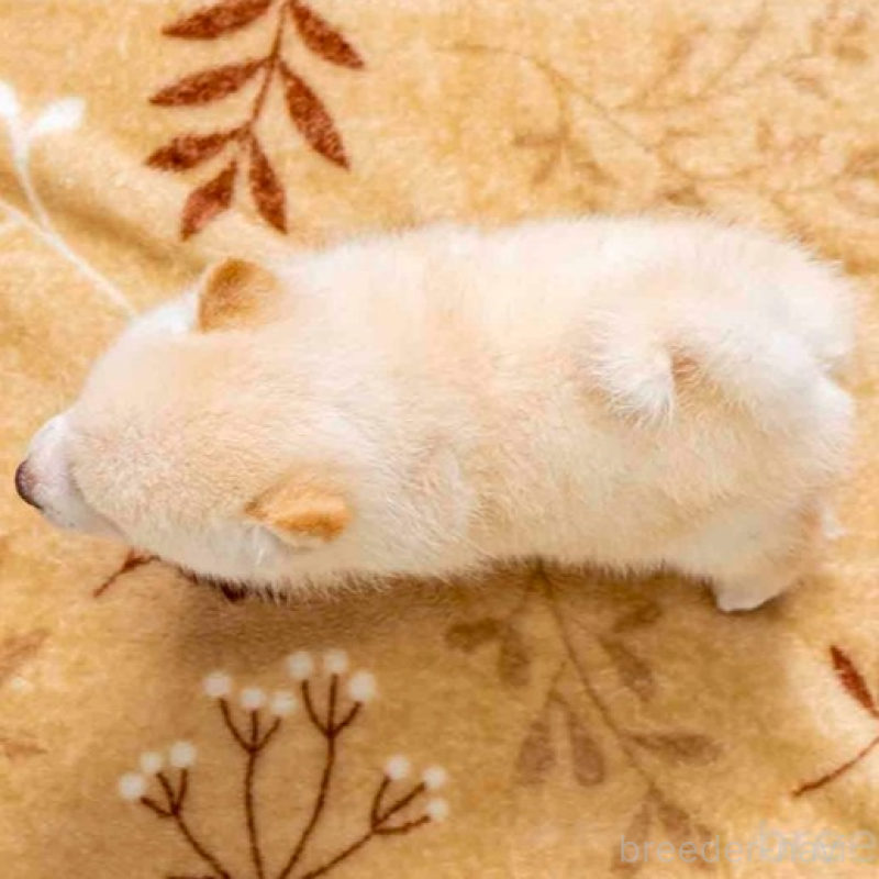 販売中の大分県の豆柴-445736の2枚目