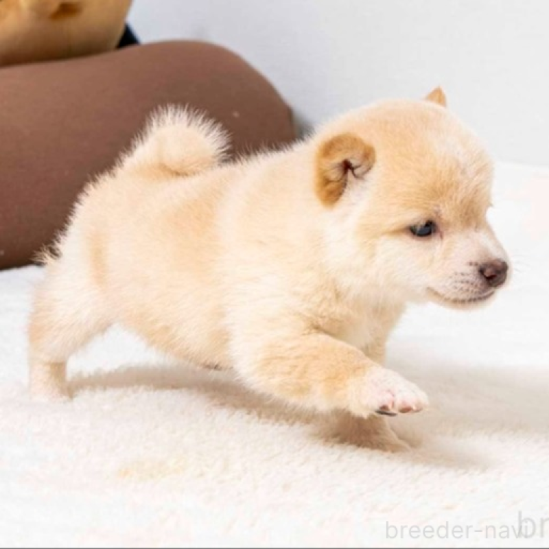 販売中の大分県の豆柴-445737の4枚目