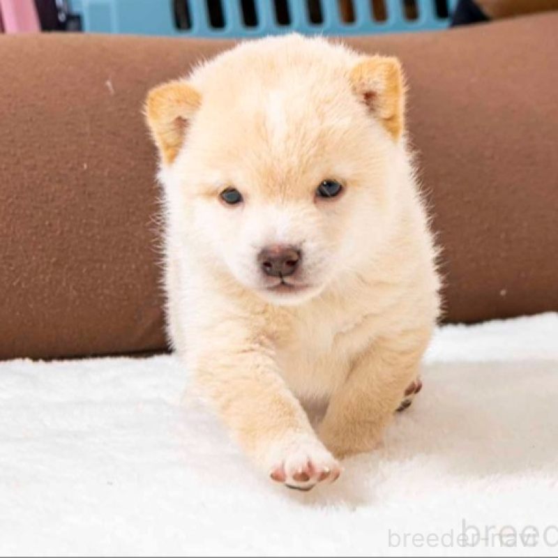 販売中の大分県の豆柴-445737の2枚目