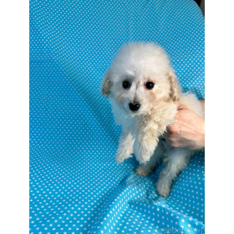 販売中の北海道のミックス犬-445738の4枚目