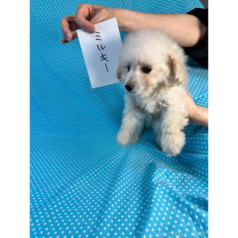 販売中の北海道のミックス犬-445738の3枚目