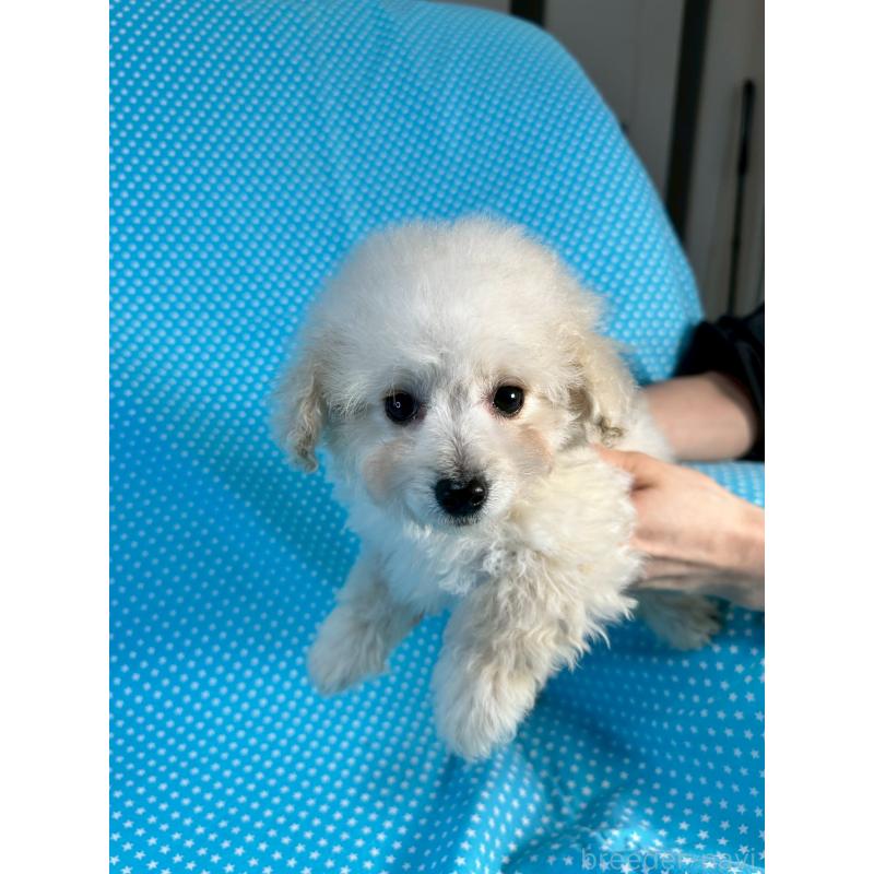 販売中の北海道のミックス犬-445738の2枚目