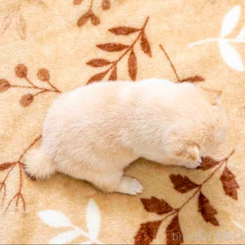 販売中の大分県の豆柴-445739の5枚目