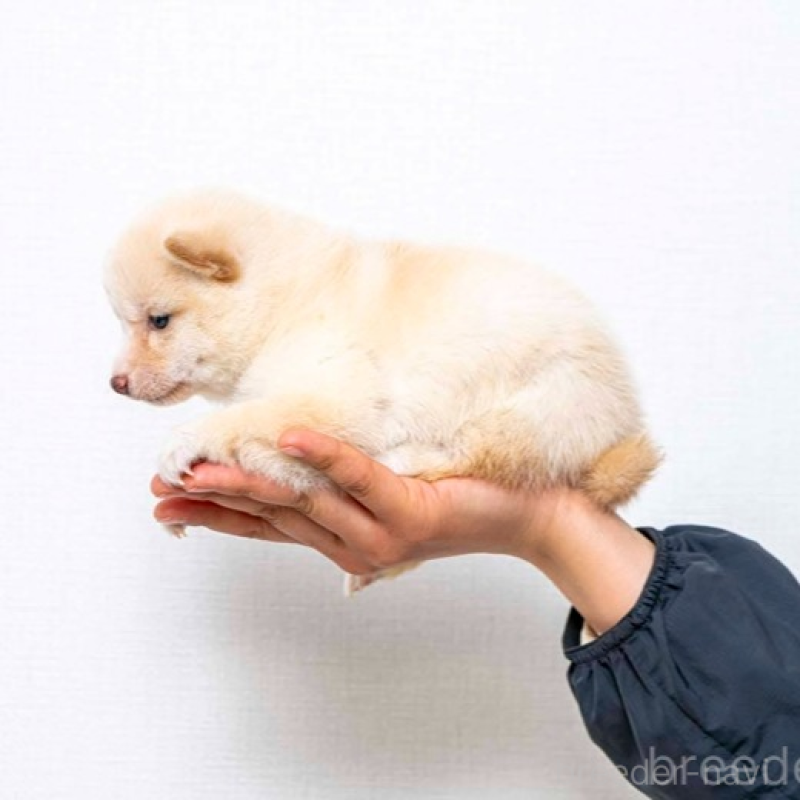 販売中の大分県の豆柴-445739の4枚目