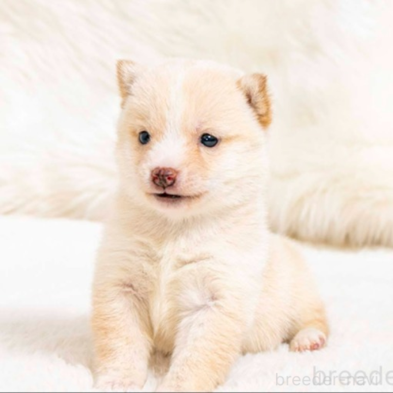 販売中の大分県の豆柴-445739の3枚目