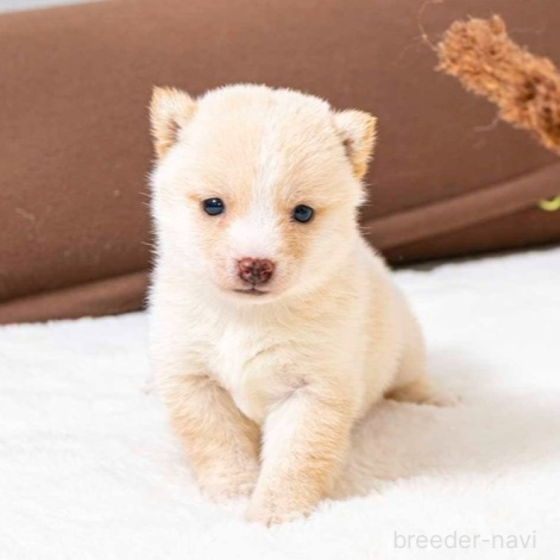 販売中の大分県の豆柴-445739の1枚目