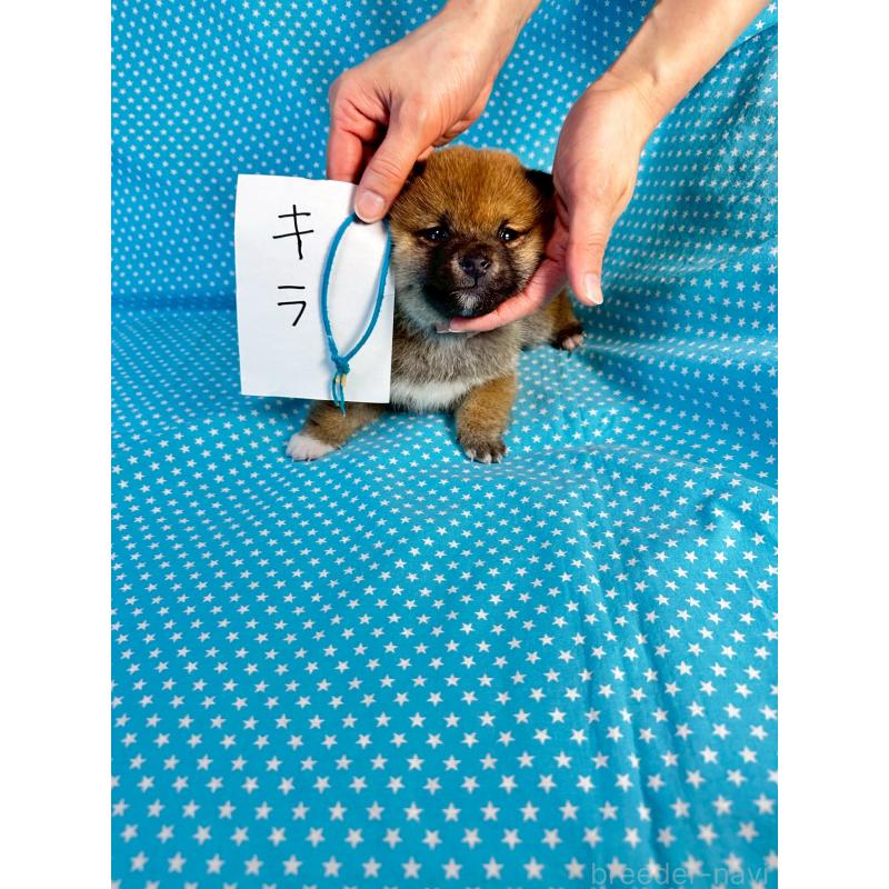 販売中の北海道の豆柴-445742の4枚目