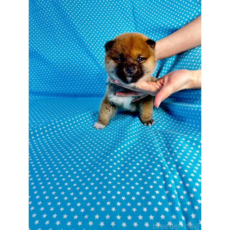 販売中の北海道の豆柴-445742の3枚目