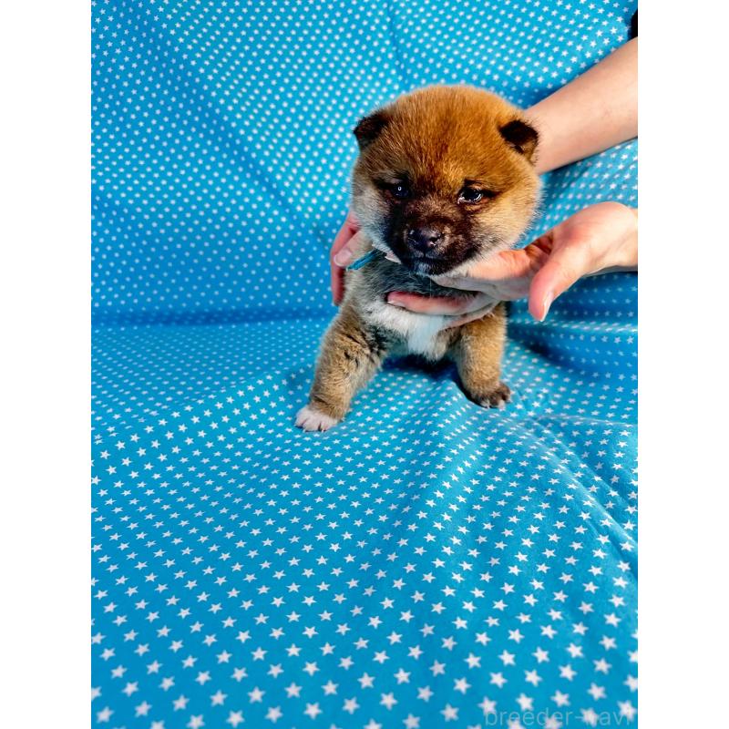 販売中の北海道の豆柴-445742の1枚目