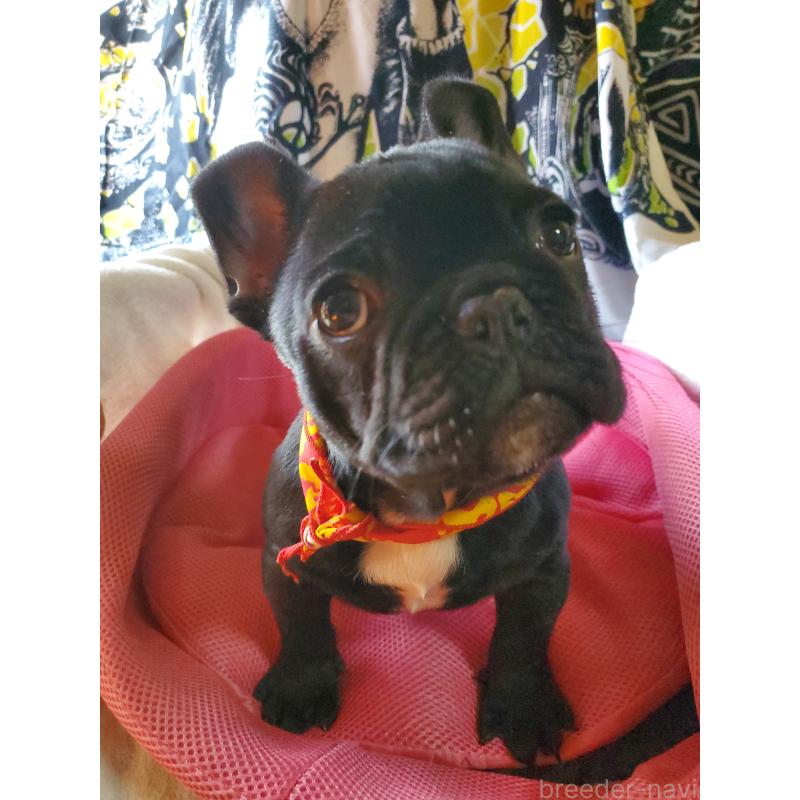販売中の岩手県のフレンチブルドッグ-435885