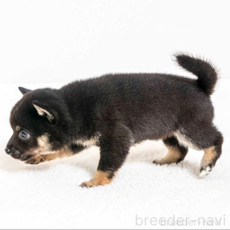 販売中の大分県の豆柴-445743の5枚目