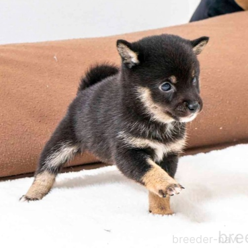 販売中の大分県の豆柴-445743の4枚目