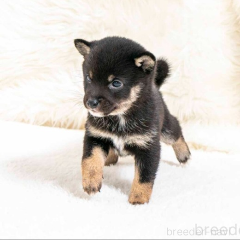 販売中の大分県の豆柴-445743の3枚目