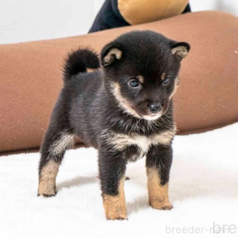 販売中の大分県の豆柴-445743の2枚目