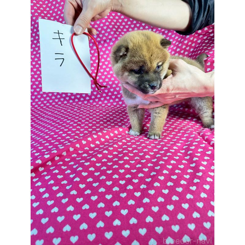 販売中の北海道の豆柴-445744の5枚目