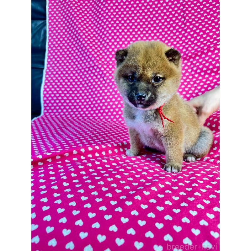 販売中の北海道の豆柴-445744