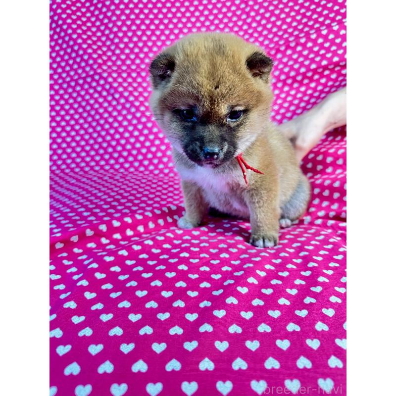 販売中の北海道の豆柴-445744の4枚目