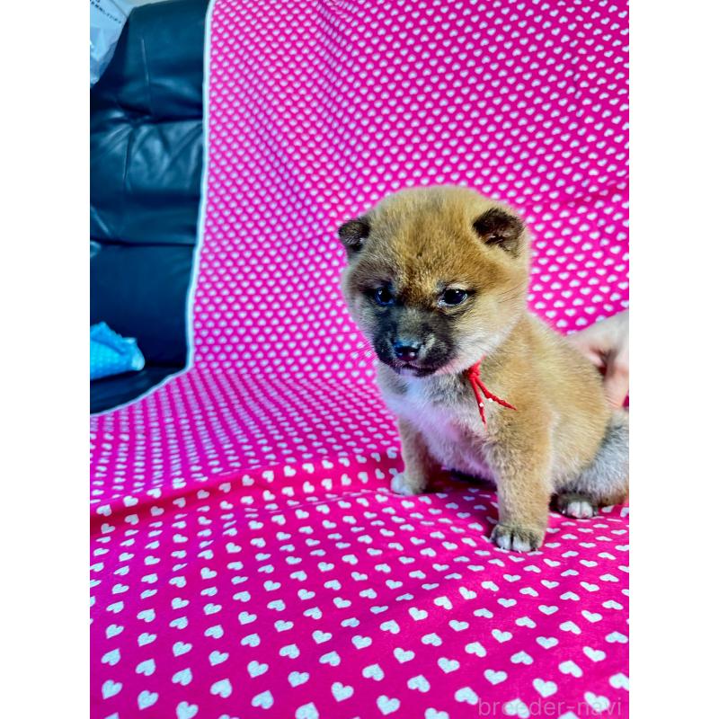 販売中の北海道の豆柴-445744の3枚目