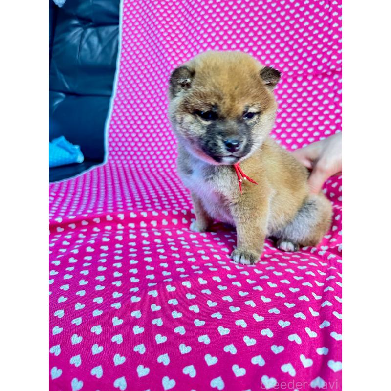 販売中の北海道の豆柴-445744の2枚目